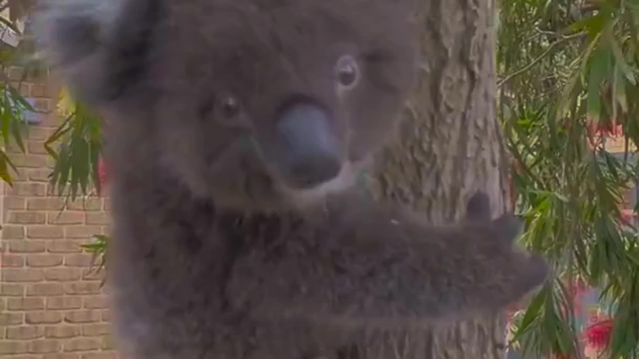 fluffy koala