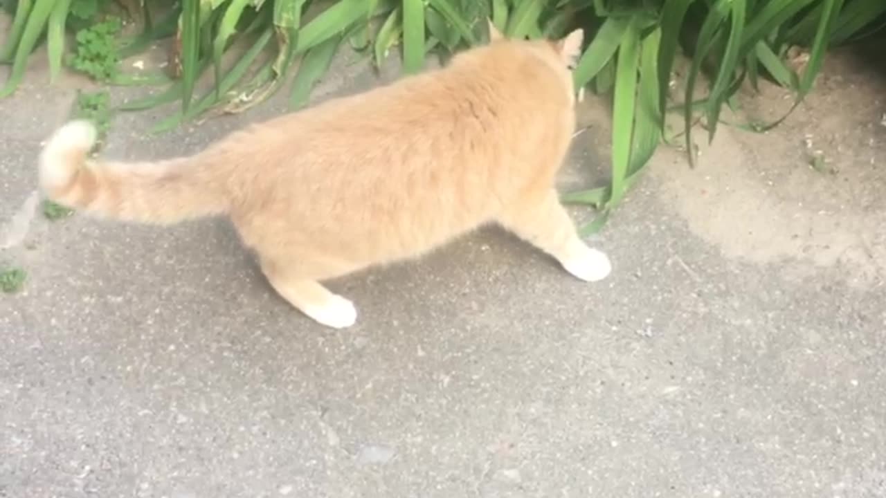 Cat on a walk