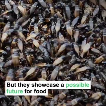 WEF: Ikea is experimenting with insect meatballs to make people think about how much meat they eat