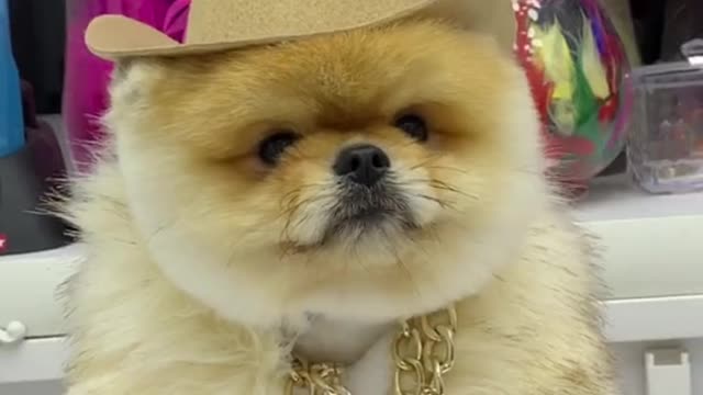 #puppycute #cutepuppy #cutedog #fyp