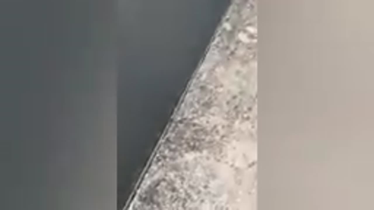 Funny cat videos
