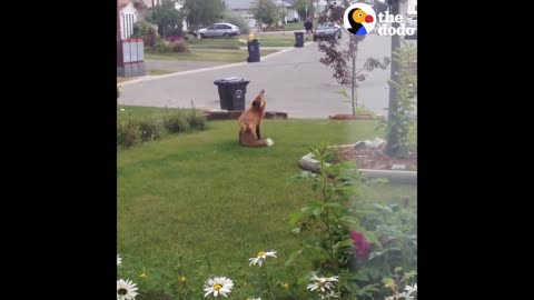 Wild Fox Plays With Dog Toy While Dog Watches | The Dodo