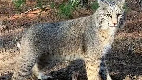 Baby bobcat asked humans to save his mother