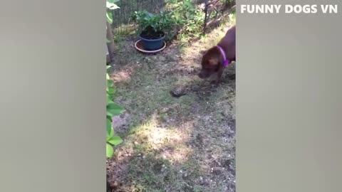 Funniest Animals Video - Funny Dogs And Cats - Try Not To Laugh Animals 2022