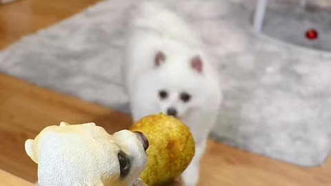 Cute and talanted dogy🐕