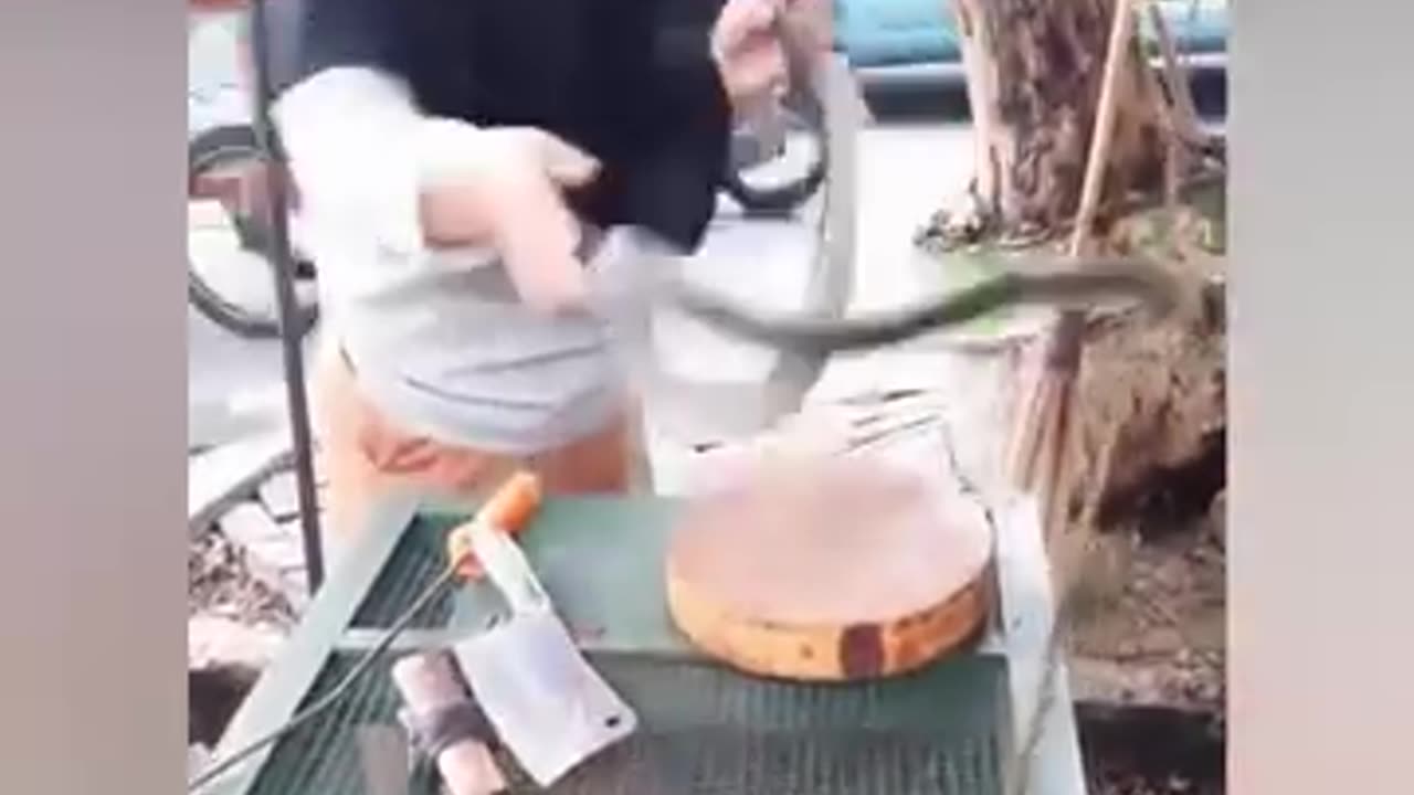 Amazing King Cobra cating skills