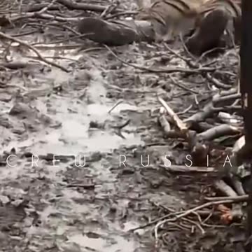 Ded ukraine soldiers