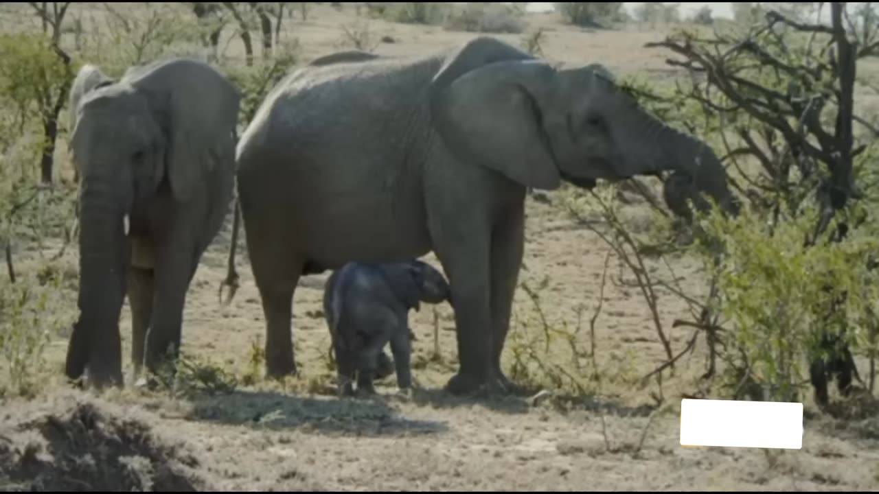 Follow an elephant calf an atis first year. Of.