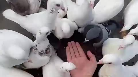 Beautiful Animal Video