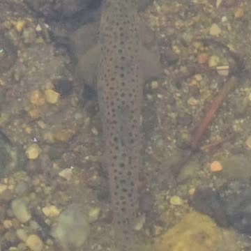 Trout in the river filmed from a bridge / beautiful fish in the water.