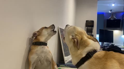 Dogs singing God save the King (maybe)