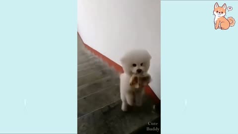 Funny dog video walking the stairs.