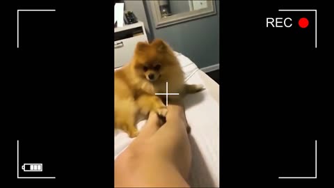 Funny videos with animalsTikTok 2023