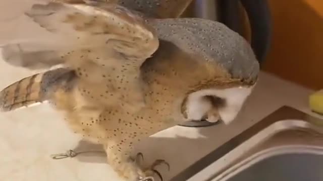 The owl in dressage