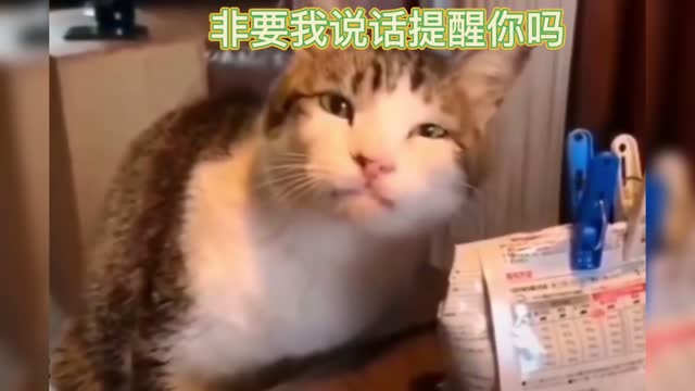confused cat behavior