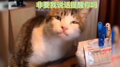 confused cat behavior