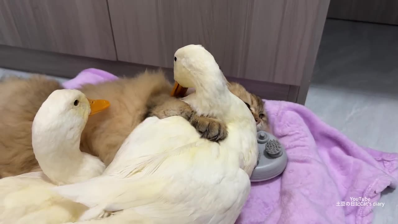 The funniest and cutest animals in the world--_The kitten actively hugs two ducks to sleep.--Amazing