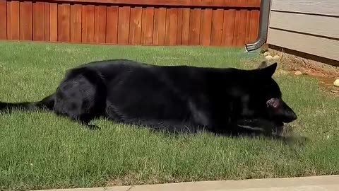 Dogs