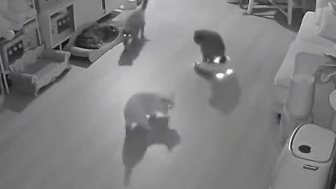 Cats Love Robotic Technology