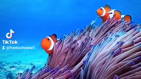 Nemo