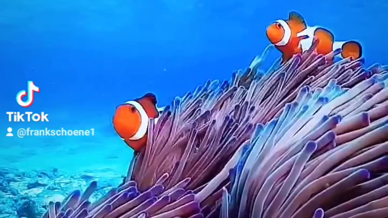 Nemo
