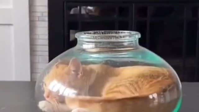 Cat in this is
