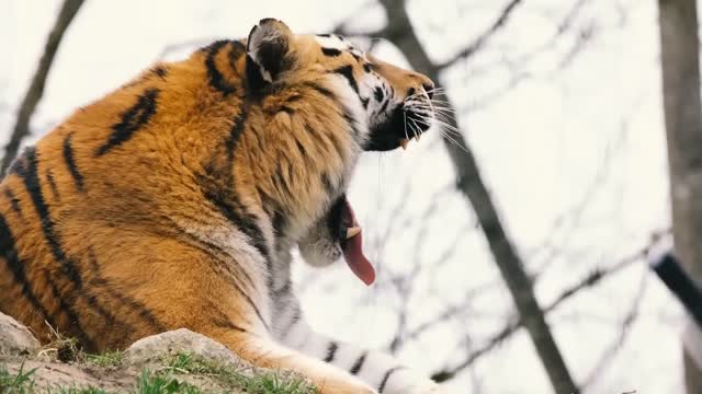 What happens when a tiger mates with a lion