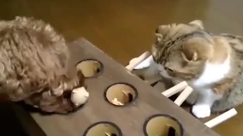 Cute Cat Learning