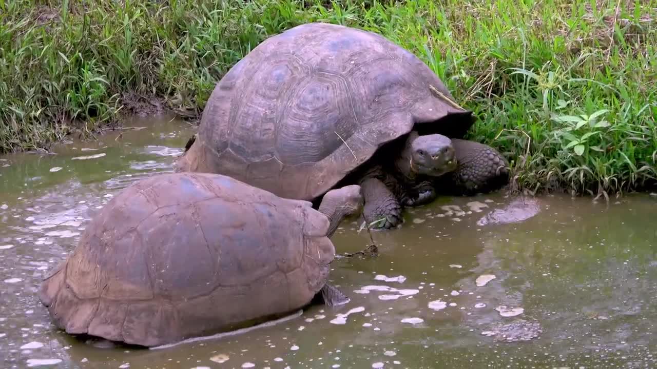 the biggest turtle in the world