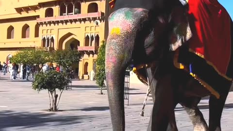 Elephant new video #shorts #viral