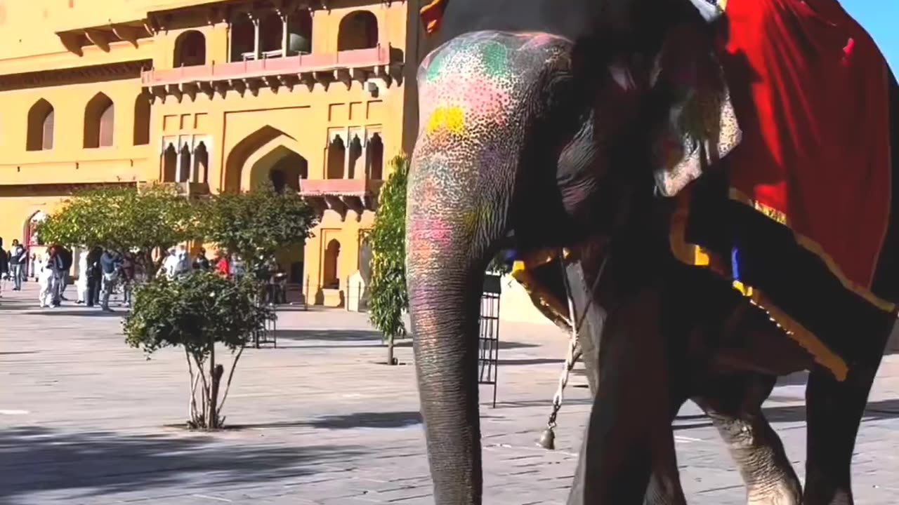 Elephant new video #shorts #viral