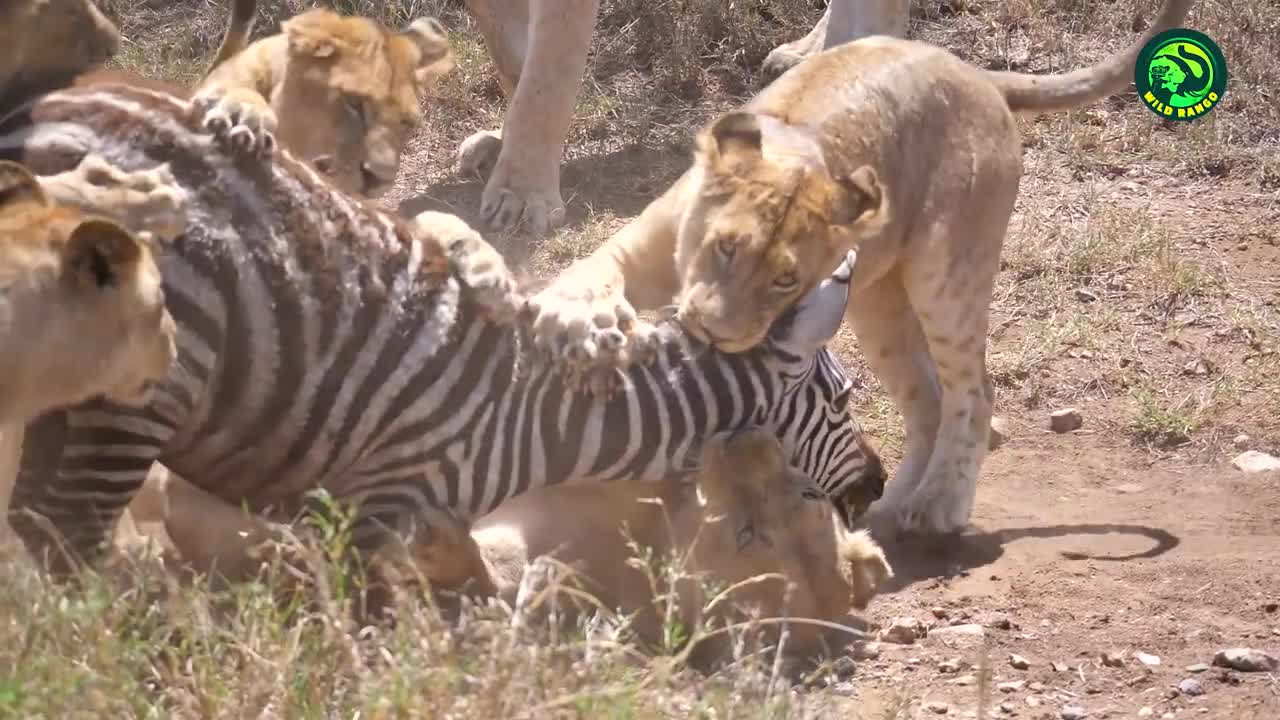 Lions Vs Tigers: Who’s the Real King of the Jungle?