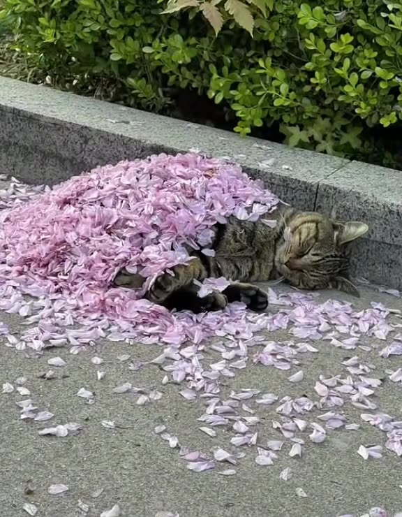 Flower petals for a blankie 🤣😍👍