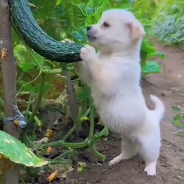 dog 🐕 funny 🤣 video 📸#funny #dog #pets #comedy #cute #animals #shorts #short #shortvideo