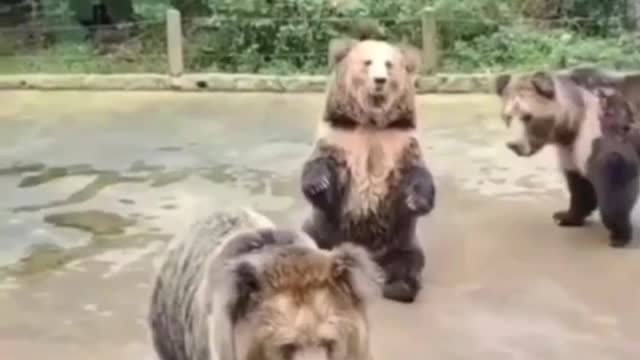 Animal Funniest movment #funny shorts