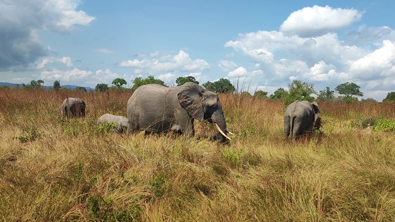 Baby elephant having good time with her mother