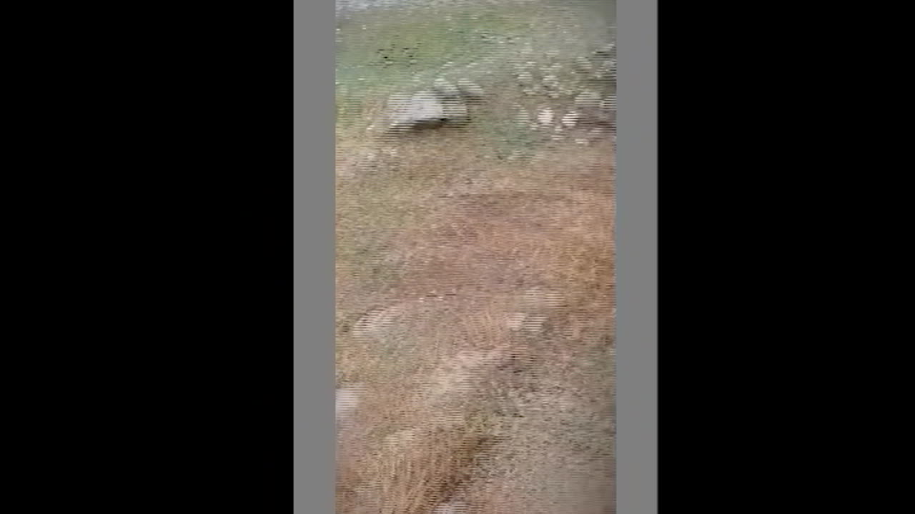 Funny Video Try not to laught...