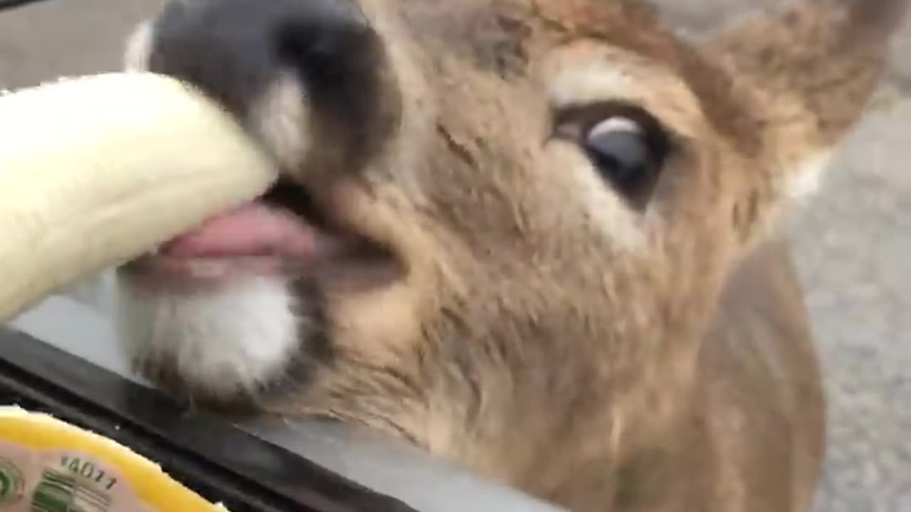 Deer Walks Up to Car Window To Eat Banana! #Animals #Shorts