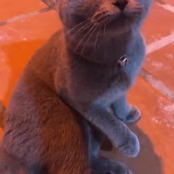 Cat. Cute cat. Cat love. Nice cat.