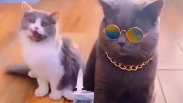 Best Funny Animal Videos - Funniest Cats And Dogs Video(1080P_HD)