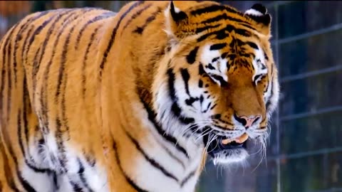 Collection of Wild Animals in 4K, Wild Animal in 4K Video