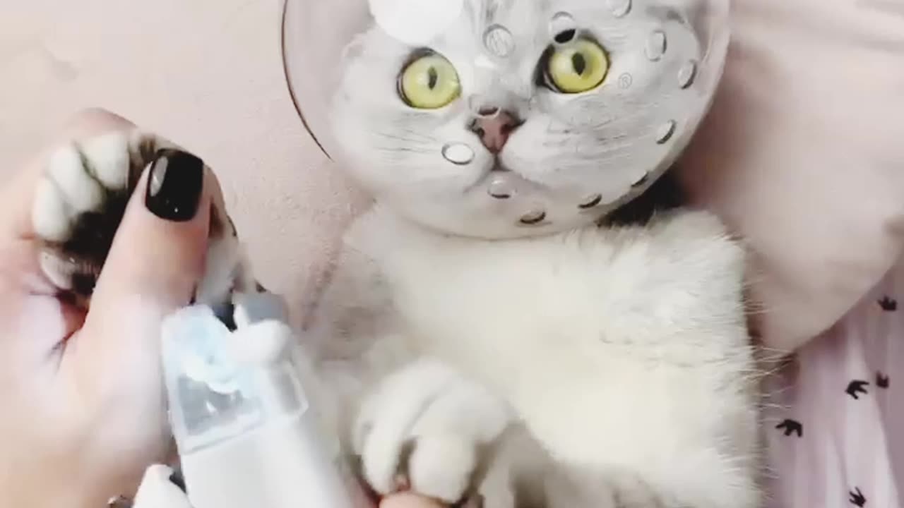 Nail cutting funny moment with owner and cat