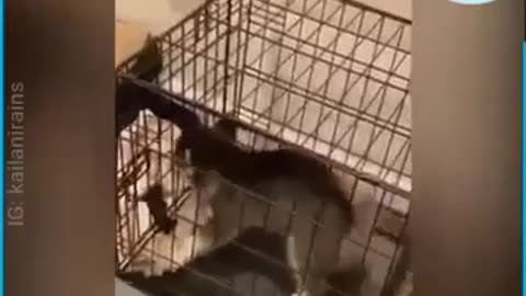 Huskies Masters of Escape