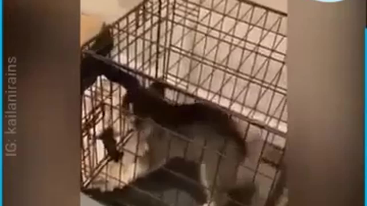 Huskies Masters of Escape
