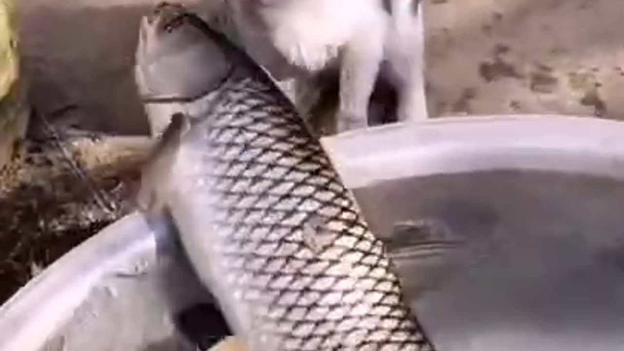 cat catch the fish