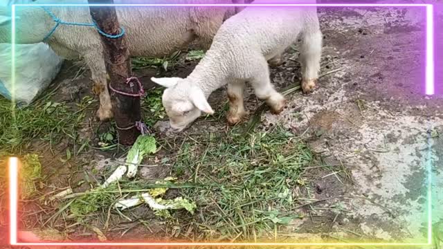 CUTE BABY SHEEP AND MAMMA EATING GRESS