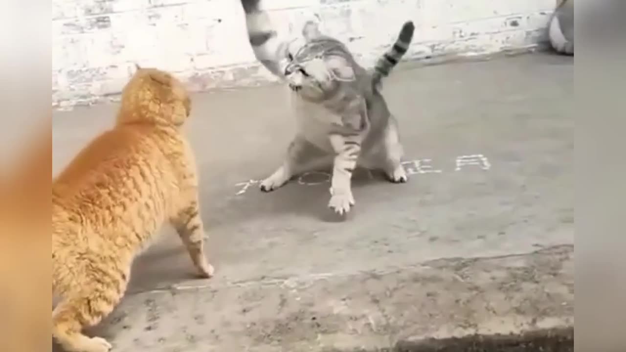 Funny cat fight