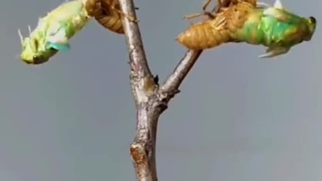 How do cicadas molt?