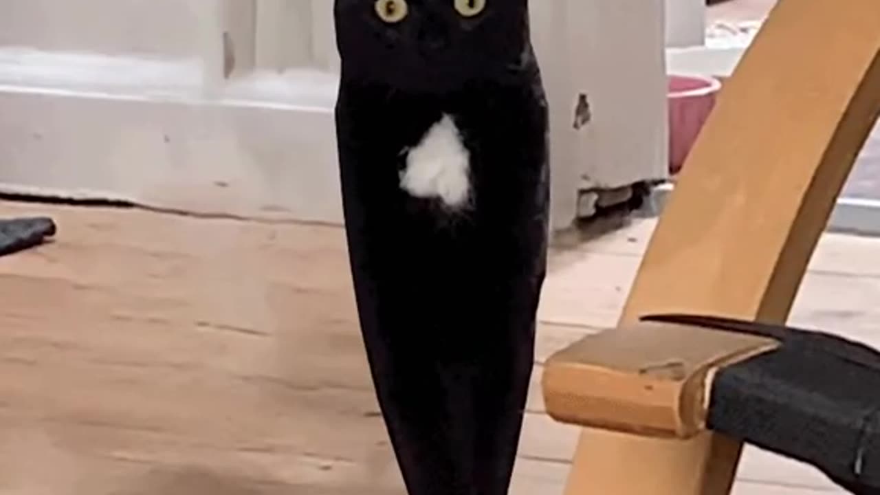 #catsoftiktok #funnycat