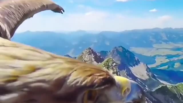 Golden eagle